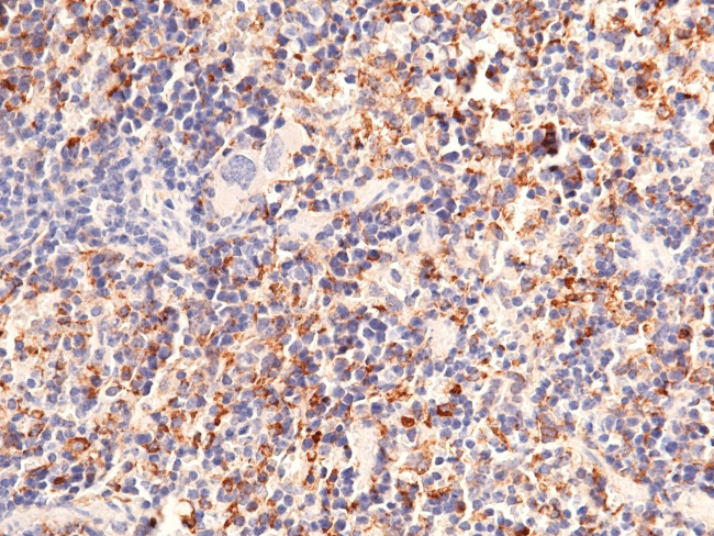 DCL-1 Antibody in Immunohistochemistry (Paraffin) (IHC (P))