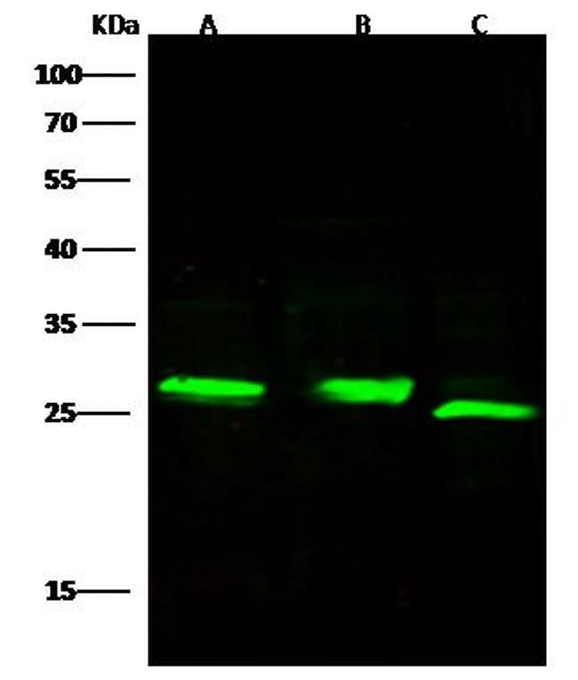 Complement Factor D Antibody in Western Blot (WB)