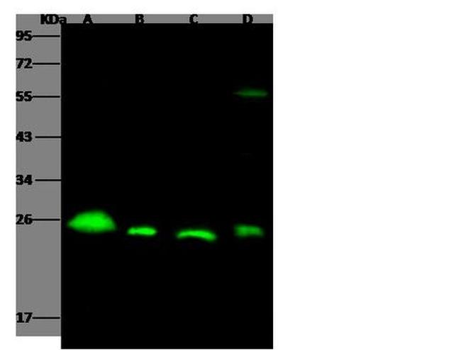 Cathepsin S Antibody in Western Blot (WB)