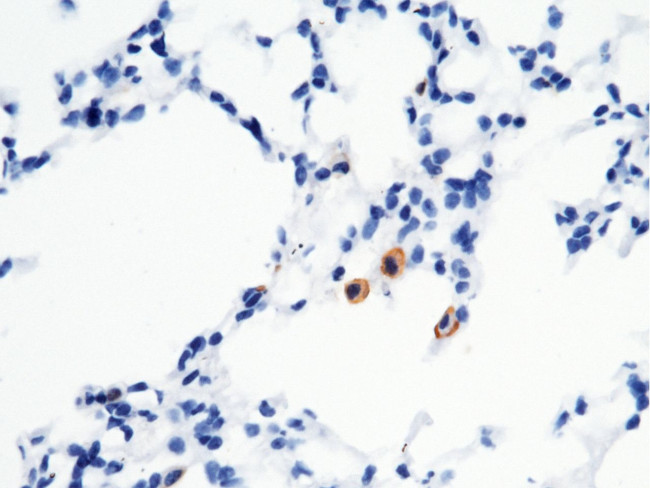 CD16-2 Antibody in Immunohistochemistry (Paraffin) (IHC (P))