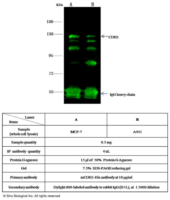 E-cadherin Antibody in Immunoprecipitation (IP)