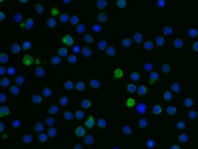 LILRB3 Antibody in Immunocytochemistry (ICC/IF)