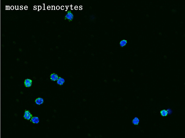 Syndecan 4 Antibody in Immunocytochemistry (ICC/IF)