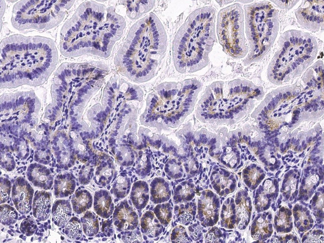 Syndecan 4 Antibody in Immunohistochemistry (Paraffin) (IHC (P))