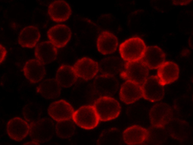CD62L Antibody in Immunocytochemistry (ICC/IF)