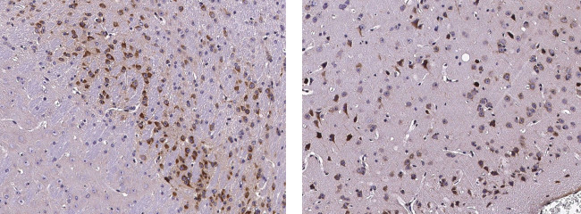 Neuroserpin Antibody in Immunohistochemistry (Paraffin) (IHC (P))