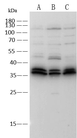 TROP2 Antibody in Western Blot (WB)