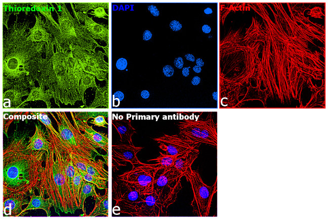 Thioredoxin 1 Antibody in Immunocytochemistry (ICC/IF)