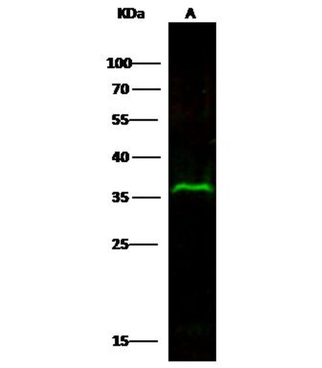 IGFBP2 Antibody in Western Blot (WB)