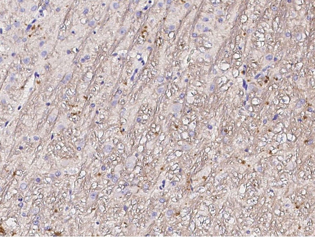 MOG Antibody in Immunohistochemistry (Paraffin) (IHC (P))