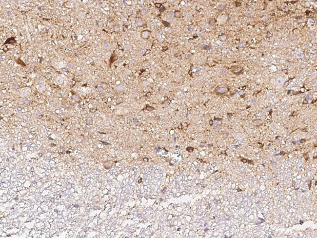 NXPH1 Antibody in Immunohistochemistry (Paraffin) (IHC (P))