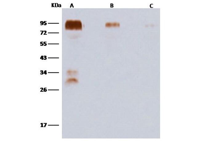 Influenza A H8N4 HA Antibody in Western Blot (WB)
