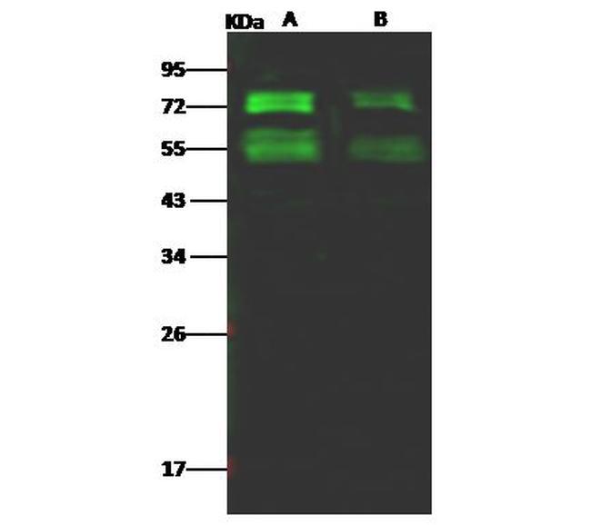 MERS Coronavirus Spike Protein S2 Antibody in Western Blot (WB)