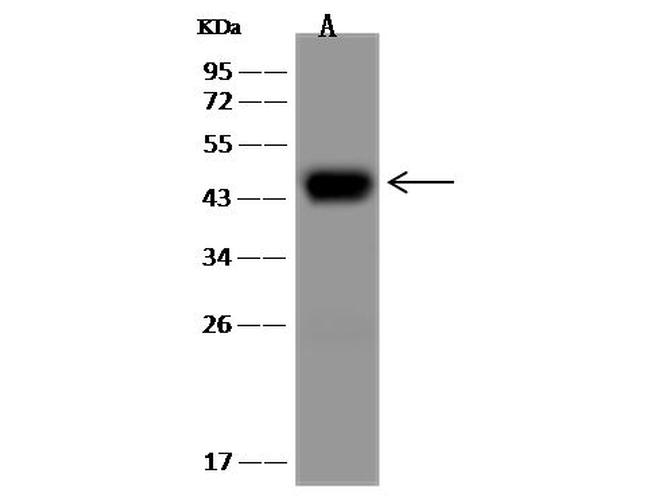ASGR1 Antibody in Western Blot (WB)