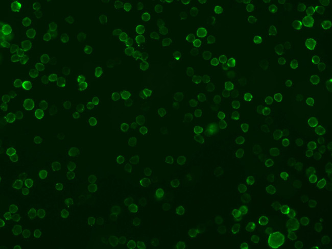 CD86 Antibody in Immunocytochemistry (ICC/IF)