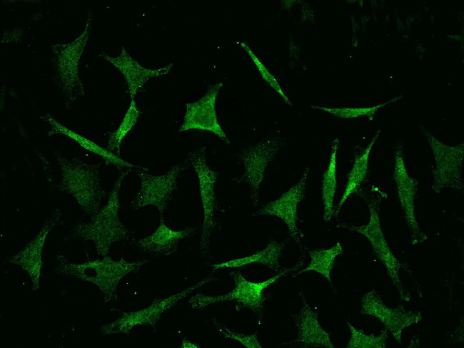 COMMD9 Antibody in Immunocytochemistry (ICC/IF)