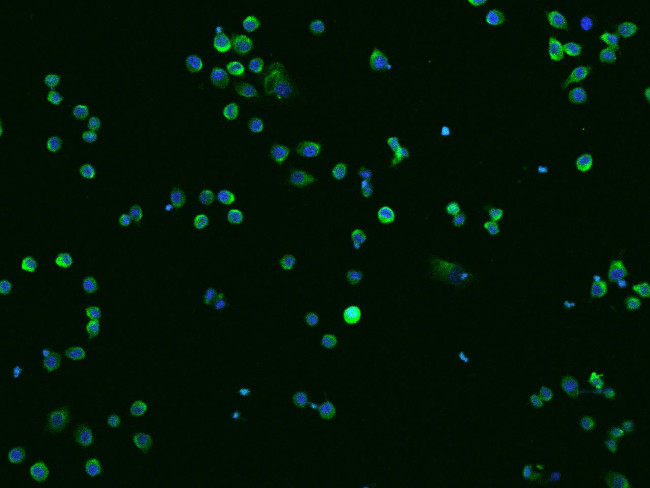 Cathepsin Z Antibody in Immunocytochemistry (ICC/IF)