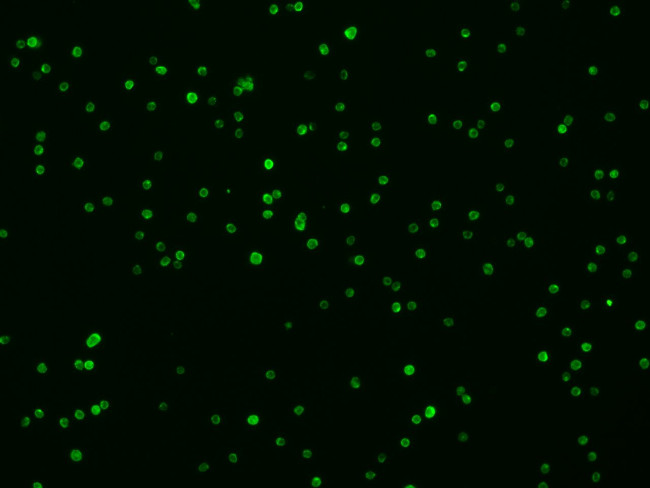 Syndecan 4 Antibody in Immunocytochemistry (ICC/IF)