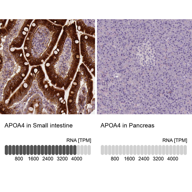 Apolipoprotein A4 Antibody in Immunohistochemistry (Paraffin) (IHC (P))