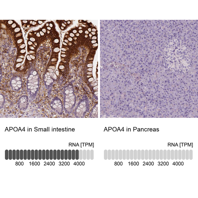 Apolipoprotein A4 Antibody in Immunohistochemistry (Paraffin) (IHC (P))