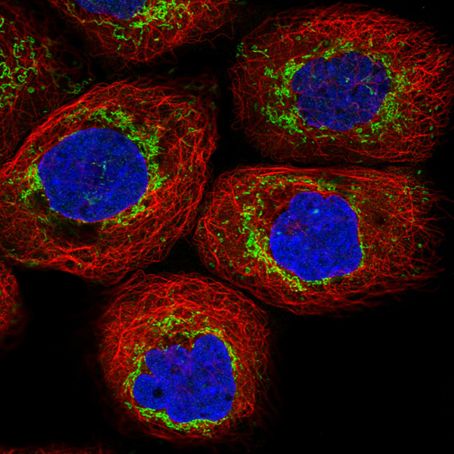 TUFM Antibody in Immunocytochemistry (ICC/IF)