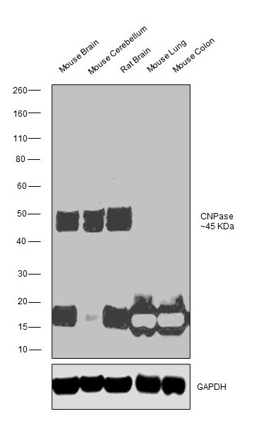 CNPase Antibody in Western Blot (WB)