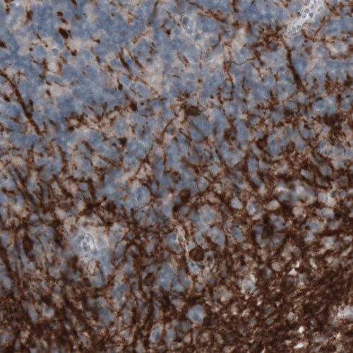 CNPase Antibody in Immunohistochemistry (Paraffin) (IHC (P))