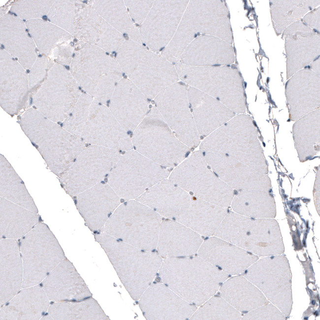 CDKL5 Antibody in Immunohistochemistry (Paraffin) (IHC (P))