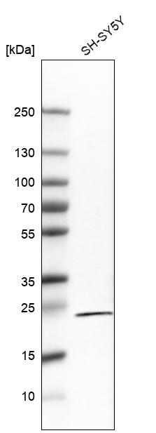 RGS5 Antibody in Western Blot (WB)