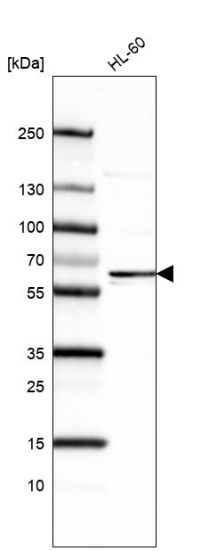 FUT4 Antibody in Western Blot (WB)