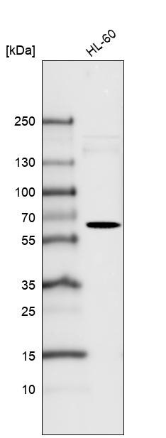 FUT4 Antibody in Western Blot (WB)