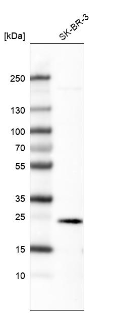 Ephrin A1 Antibody in Western Blot (WB)