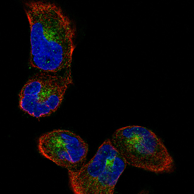 Sortilin Antibody in Immunocytochemistry (ICC/IF)