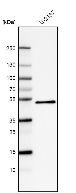 PCOLCE Antibody in Western Blot (WB)