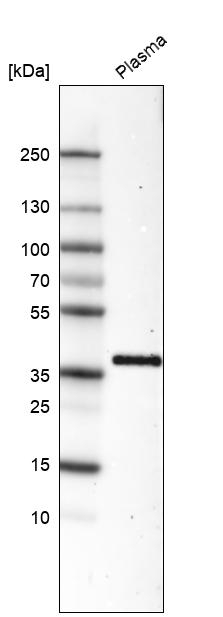 INHBC Antibody in Western Blot (WB)