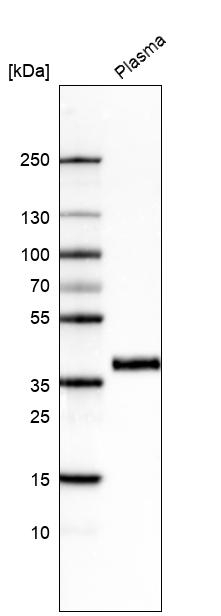 INHBC Antibody in Western Blot (WB)