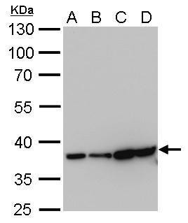 GAPDH Antibody in Western Blot (WB)