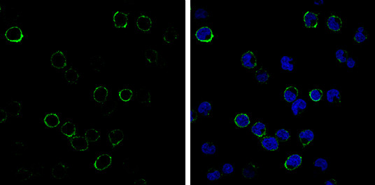 CD3e Antibody in Immunocytochemistry (ICC/IF)