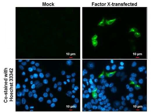 Factor X/Xa Antibody in Immunocytochemistry (ICC/IF)