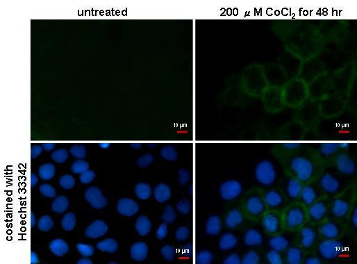 Carbonic Anhydrase IX Antibody in Immunocytochemistry (ICC/IF)