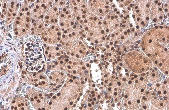 PUF60 Antibody in Immunohistochemistry (Paraffin) (IHC (P))