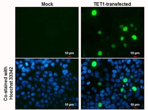 TET1 Antibody in Immunocytochemistry (ICC/IF)