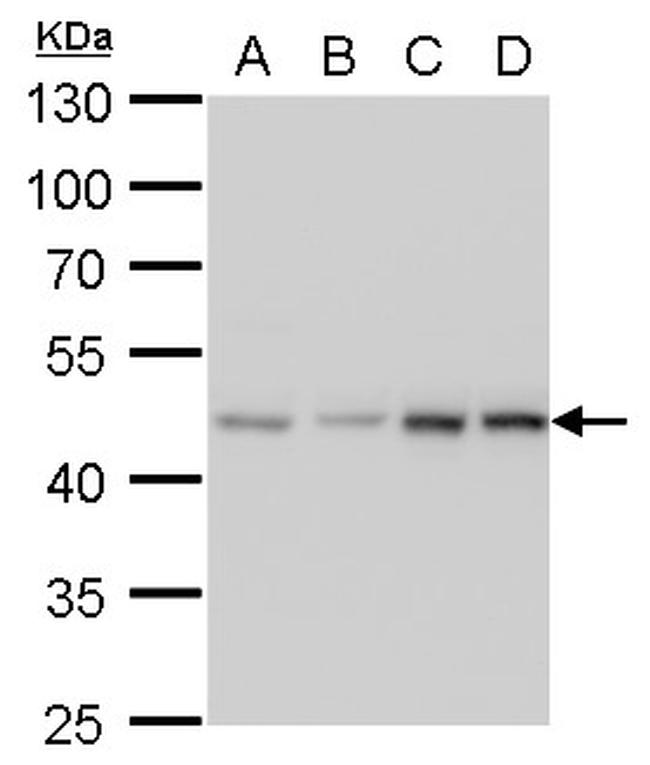 MEK2 Antibody in Western Blot (WB)