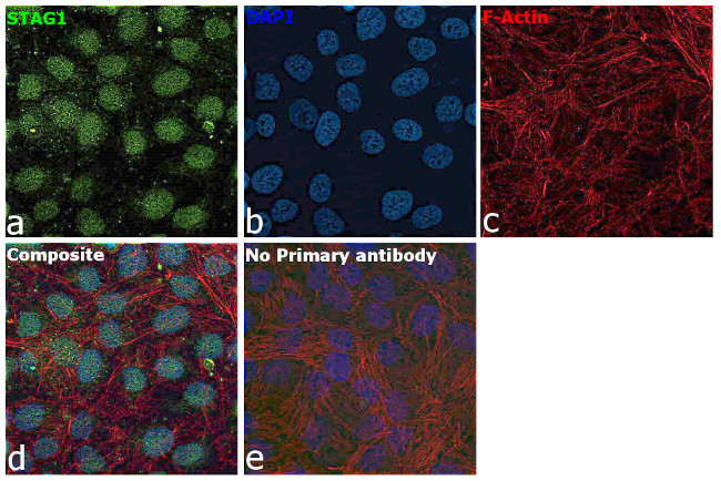 STAG1 Antibody in Immunocytochemistry (ICC/IF)
