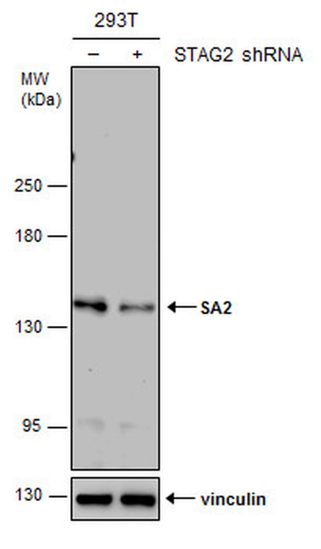 STAG2 Antibody in Western Blot (WB)