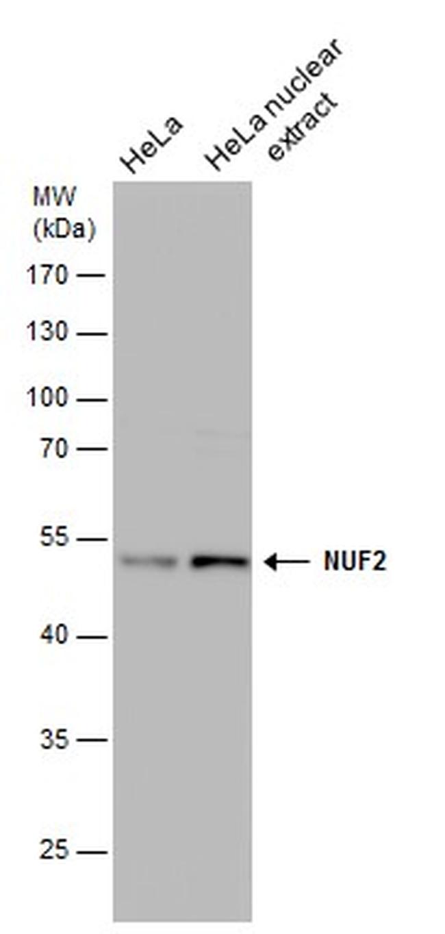 NUF2 Antibody in Western Blot (WB)