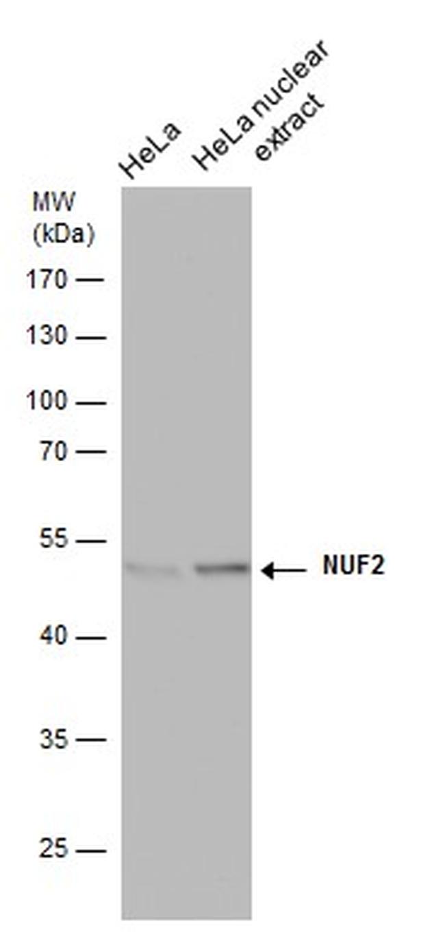 NUF2 Antibody in Western Blot (WB)