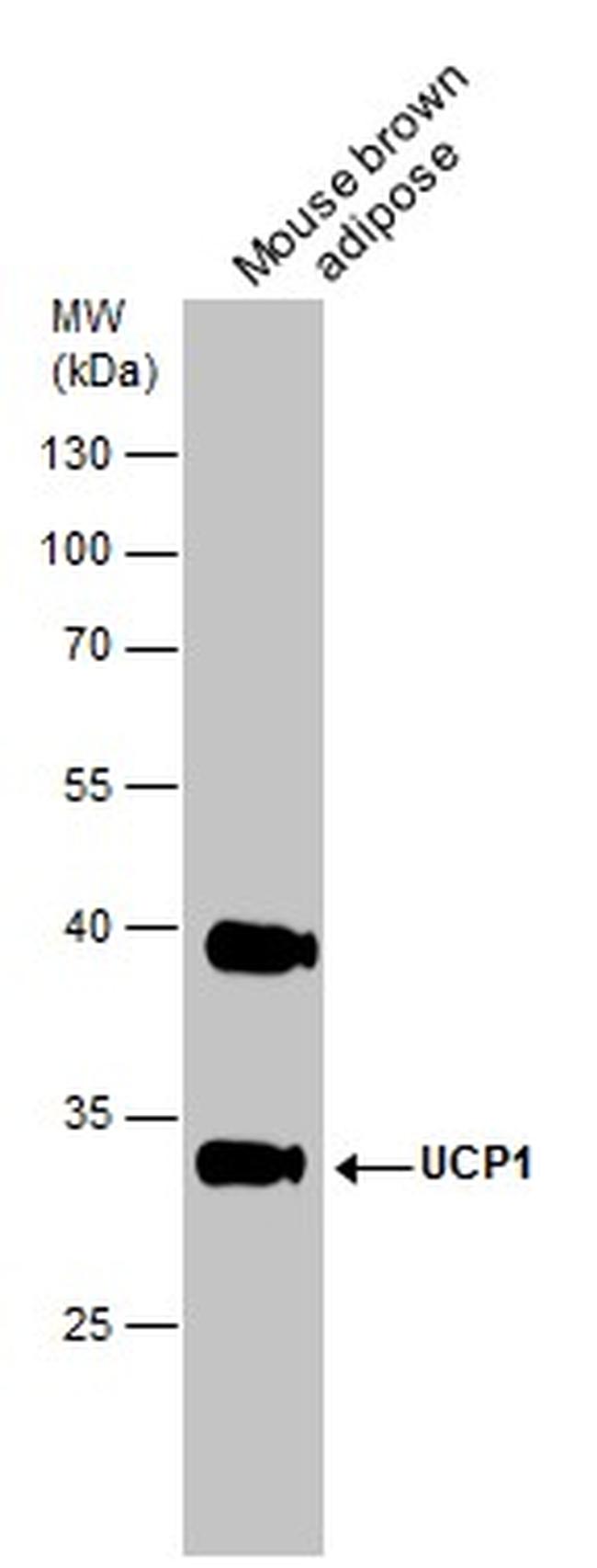 UCP1 Antibody in Western Blot (WB)