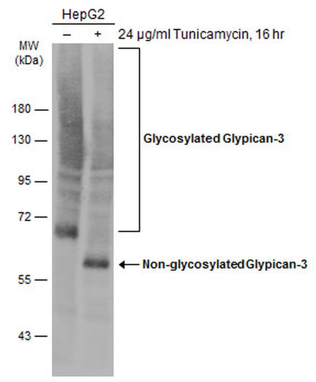 Glypican 3 Antibody in Western Blot (WB)