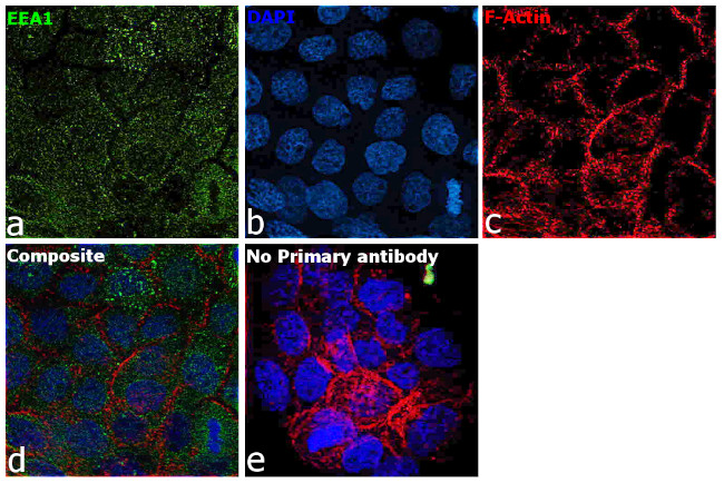 EEA1 Antibody in Immunocytochemistry (ICC/IF)